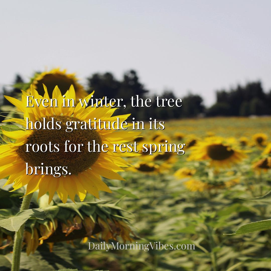 Morning Vibe - Even in winter, the tree holds gratitude in its ro