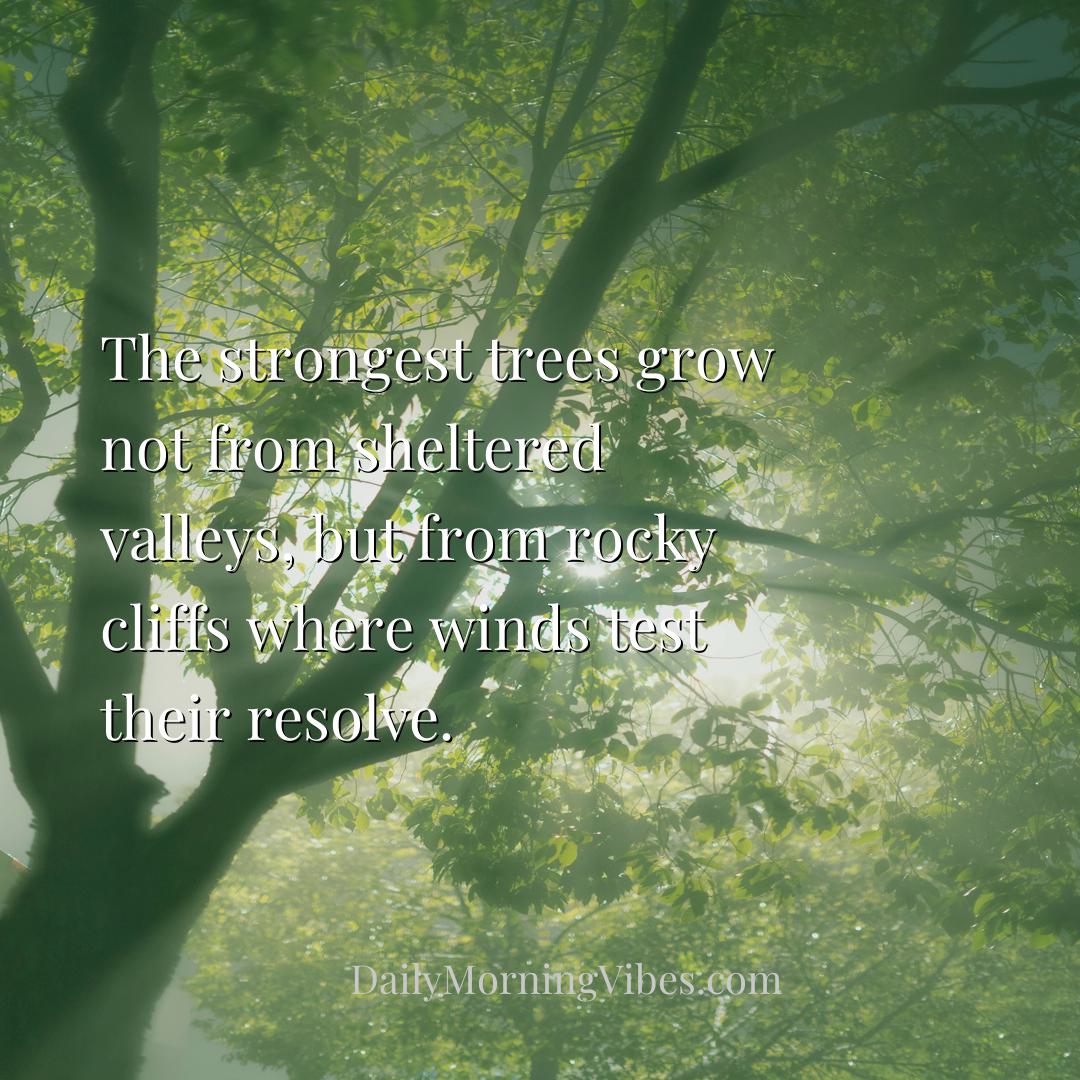 Morning Vibe - The strongest trees grow not from sheltered valley